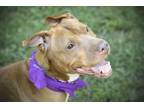 Adopt Simone a Pit Bull Terrier