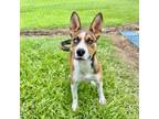 Adopt Dabba a Husky