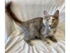 Adopt Bellissima a Domestic Short Hair