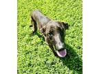Adopt Ginny a Dutch Shepherd, Mixed Breed