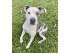 Adopt Doja a Pit Bull Terrier, Mixed Breed