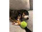Adopt Aubrey a Beagle, Labrador Retriever