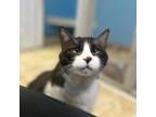 Adopt Prissie a Domestic Short Hair