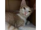 Adopt Bingley a Domestic Short Hair