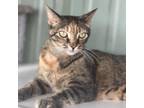 Adopt Grace a Domestic Short Hair