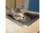 Adopt Georgiana a Domestic Short Hair