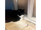 Adopt Sweetie a Domestic Short Hair