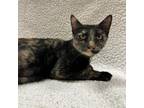 Adopt Empress a Domestic Short Hair