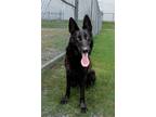 Adopt Ali a German Shepherd Dog