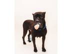 Adopt Brielle a Cane Corso
