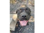 Adopt Melody a Cane Corso