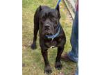 Adopt Charlotte a Cane Corso