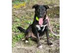 Adopt Gypsy a Labrador Retriever, Mixed Breed