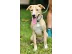 Adopt Ginger a Australian Kelpie, Mixed Breed