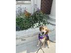 Adopt Harper a Treeing Walker Coonhound