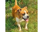Adopt 24-13201/ Star a Boxer, Staffordshire Bull Terrier