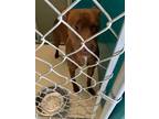 Adopt Amy a Pit Bull Terrier
