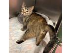 Adopt Tipper a Domestic Short Hair