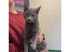 Adopt Opal a Domestic Short Hair