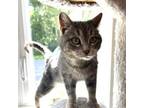 Adopt Bonnie W. Buttons a Domestic Short Hair