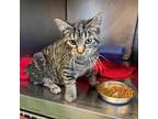 Adopt Jabberwocky a Domestic Short Hair