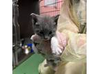Adopt Enigma a Domestic Short Hair