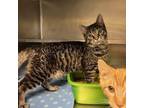 Adopt Chesire a Domestic Short Hair