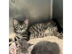 Adopt Worcestershire a Domestic Short Hair