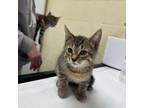Adopt Stank a Domestic Short Hair