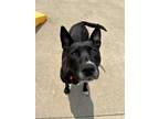 Adopt Gloriana a Pit Bull Terrier, Mixed Breed