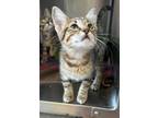 Adopt Chyna a Domestic Short Hair