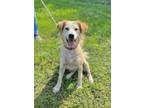 Adopt Honey a Golden Retriever, Mixed Breed