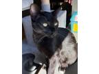 Adopt Hannah a Domestic Short Hair
