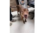 Adopt Wrinkles 30963 a Shar-Pei, Mixed Breed