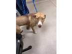 Adopt Sky 30962 a Pit Bull Terrier, Mixed Breed