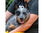 Adopt Samantha K7 a Australian Cattle Dog / Blue Heeler