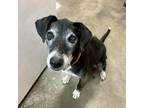 Adopt Holland Taylor ER a Border Collie, Black Labrador Retriever