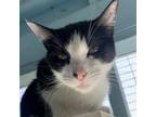 Adopt Aggie a Domestic Short Hair