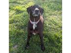 Adopt Chicken Pot-Pie a Black Labrador Retriever