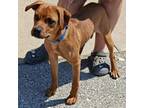 Adopt Stroganoff a Mixed Breed