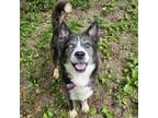 Adopt Panda a Husky, Mixed Breed
