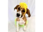 Adopt Joy a Boxer, Mixed Breed