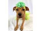 Adopt Bronze a American Staffordshire Terrier, Mixed Breed