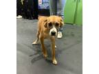 Adopt Joann a Boxer, Black Mouth Cur