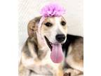 Adopt Jupiter a Boxer, Black Mouth Cur