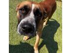 Adopt August a Boxer