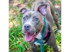Adopt Jelly a American Staffordshire Terrier