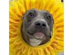 Adopt Pumpkin a American Staffordshire Terrier