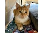 Adopt Red a Domestic Short Hair, Manx