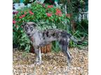 Adopt Spritz a Catahoula Leopard Dog